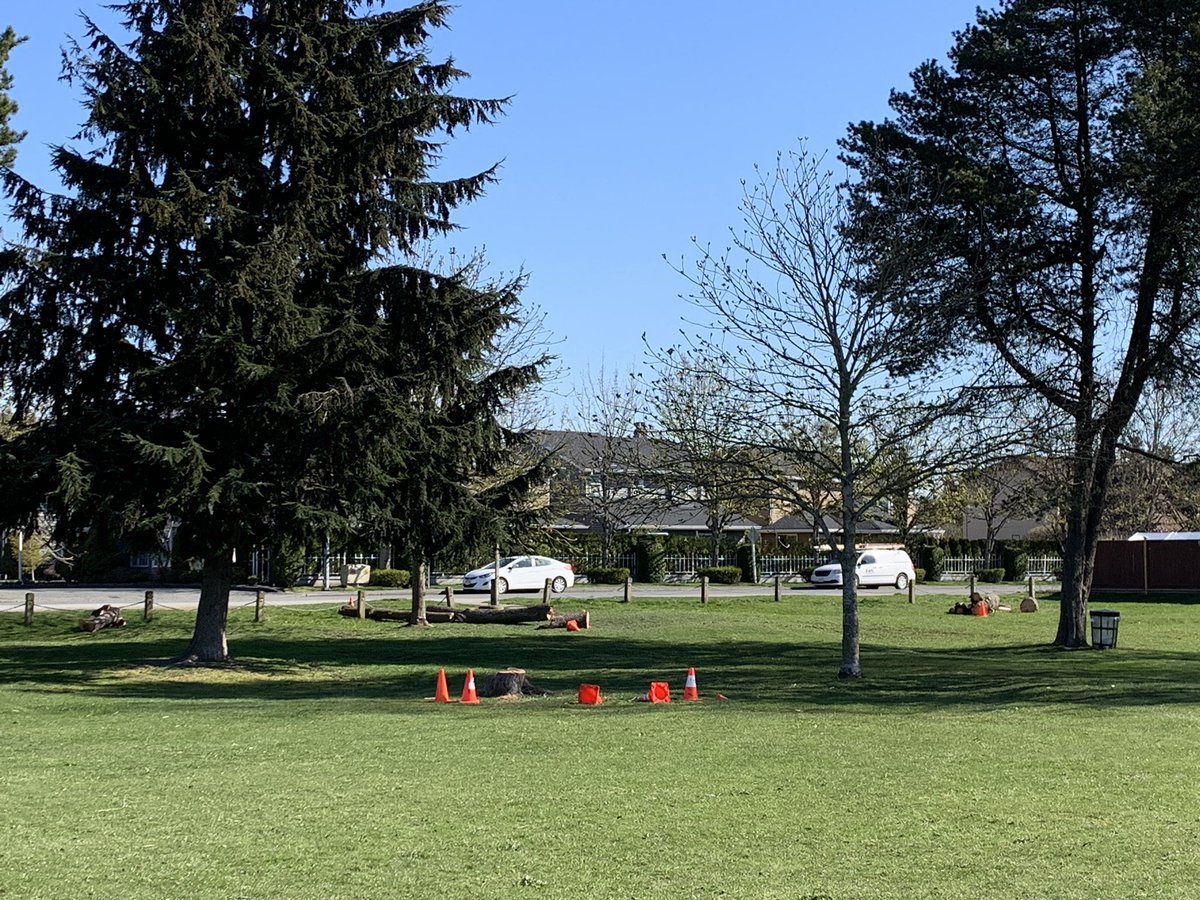 Listening to <a href="/lkmaclean/">Lauren MacLean - Teach Outdoors</a> and her Mentoring Nature Connections podcast made me think of the trees behind our school. One fell in a recent windstorm and two others needed to be taken down. What stories live in our trees at DeBeck? #mentoringnatureconnections #sd38learn