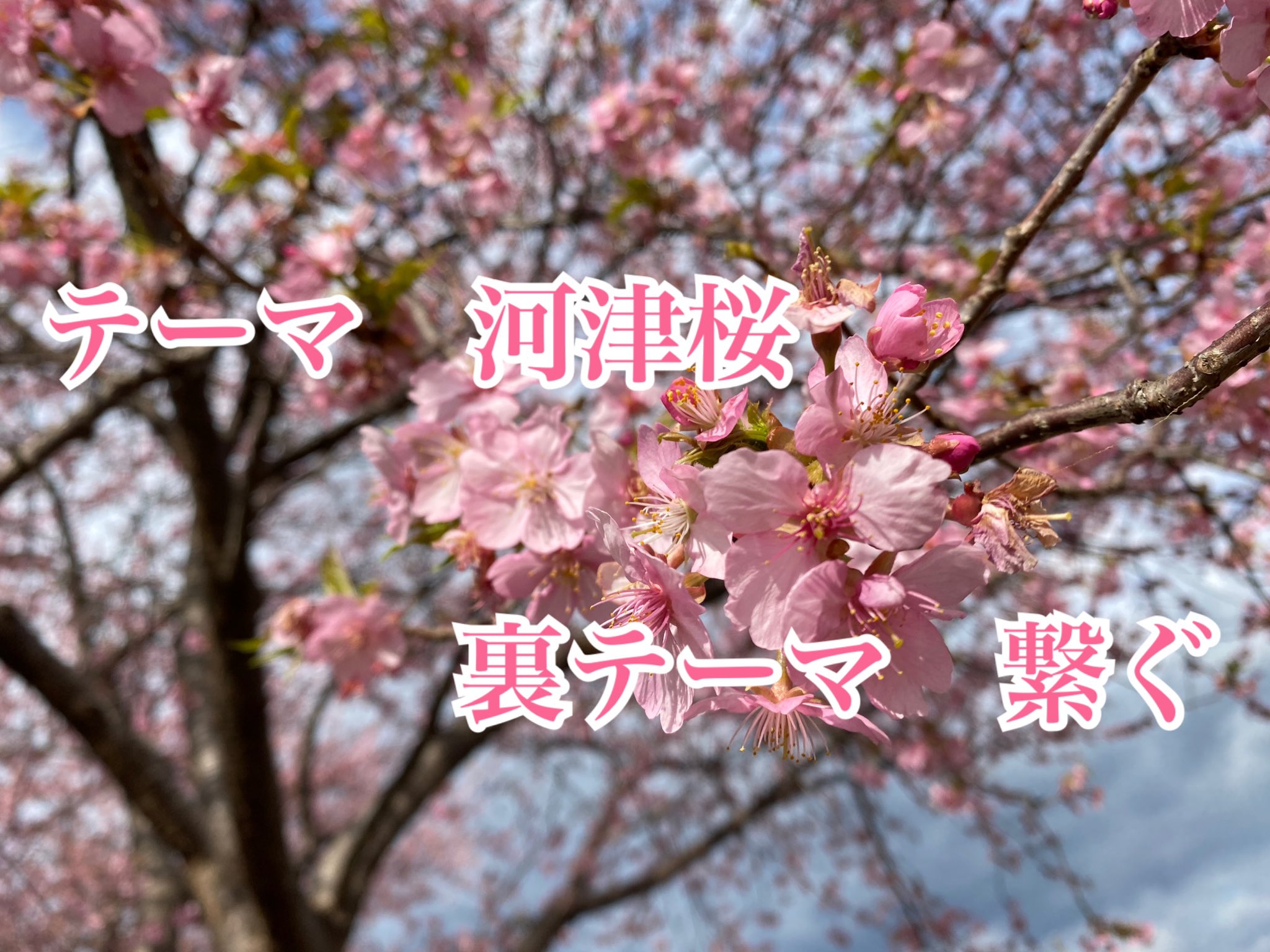 静岡大学よさこいサークルお茶ノ子祭々 繋桜曲紹介 第2弾 テーマ 裏テーマ このご時世 人や思いの繋がりが薄れてしまいました 素敵な繋がりを大切にしたい 繋桜の演舞を通して繋げたい という思いを河津桜の花言葉 想いを託す のように 繋桜