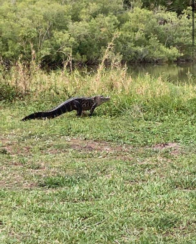 Someone in the hood snapped this pic of our neighbor. He’s been living in the pond across the street for a while now I guess. Yup.
🐊
#FloridaLife #ModernSuburbia