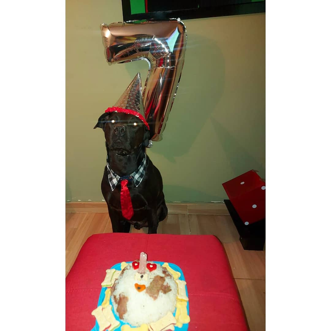 diegol1913's tweet photo. #felizcumpleañosamigo 
Cumpliendo mis 7 añitos. https://t.co/RBXJMlXTNz