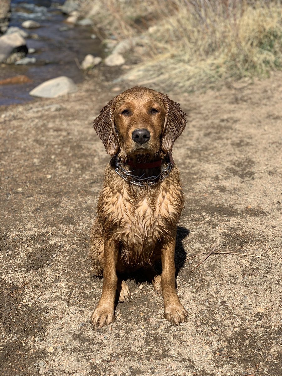 calistud2_Steph's tweet photo. @BuschBeer Carbon truly embodies what it takes to be the Busch Beer Dog. She loves listening to the buschhhhh sound of a cold one in the woods or on the water. She’s a 6 month old golden girl with more than an amazing personality and strives to be the best listener around! #BuschCTOcontest https://t.co/BAmI14gjy9
