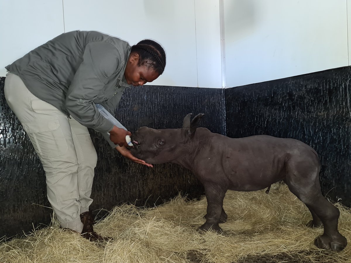HelpingRhinos's tweet image. EMERGENCY RHINO ORPHAN APPEAL: #LittleGuy is feeding well &amp;amp; showing signs of improvement, but at such a young age he's still extremely vulnerable. Please donate to our urgent appeal if you can, all support is hugely appreciated 🙏
helpingrhinos.org/littleguy