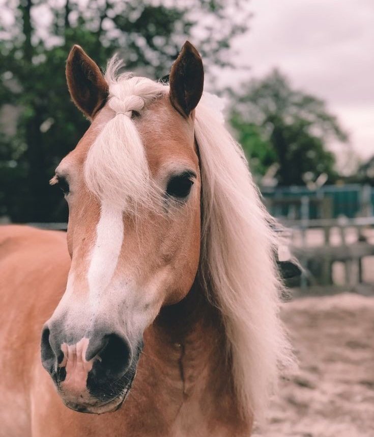 Лошадь для презентации. Я лошадь. Кто это такой лошадь. Фризская лошадь полный рост. Ахалтекинская изабелловая.
