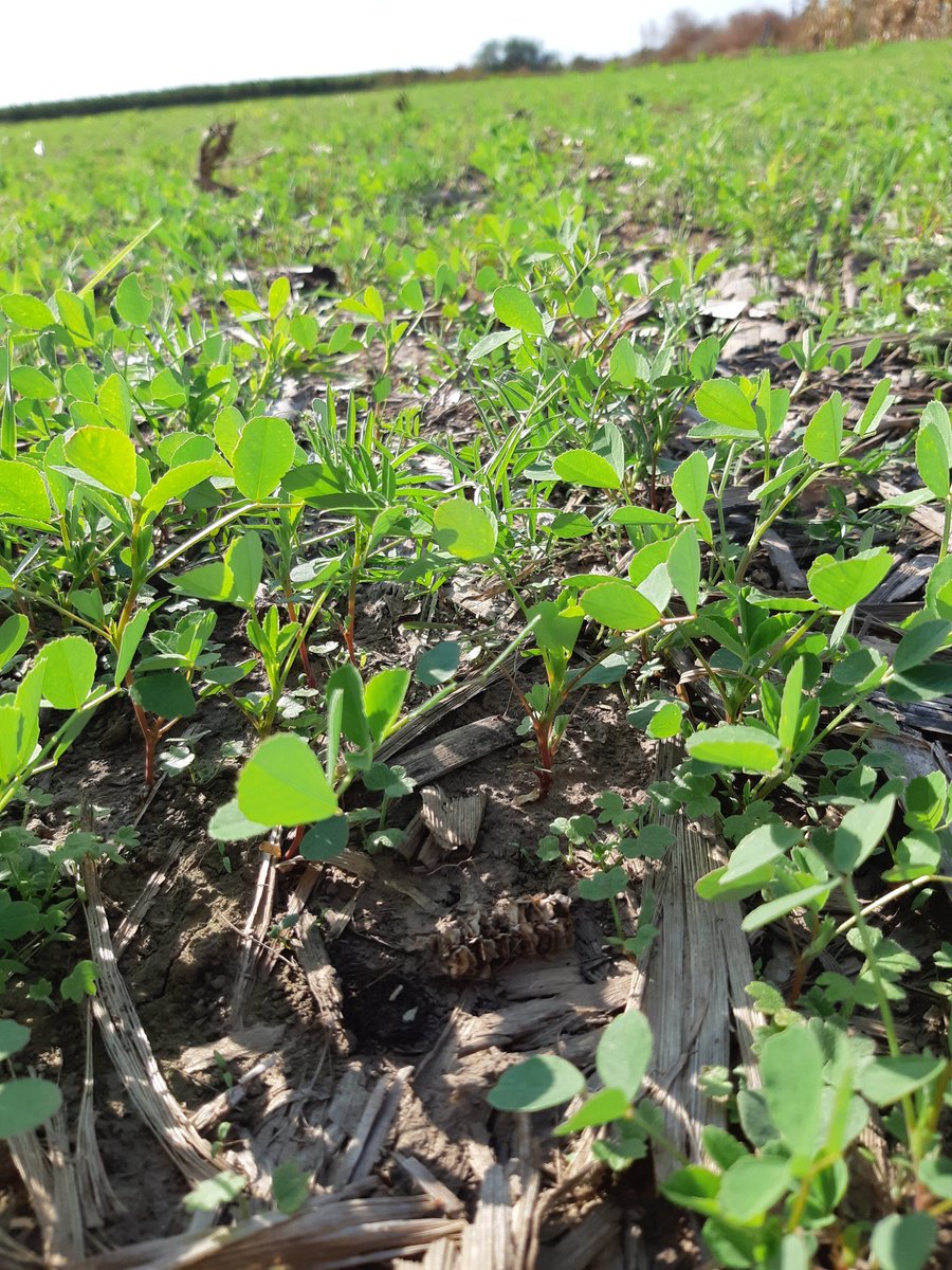 IngJoseCuello's tweet photo. Los CS arrancaron con todo. Vicia +Melilotus+Triticale. @rafaboiero se la jugo, tuvimos la semilla tempranito y hoy ese es el resultado https://t.co/68A8EIWFPY