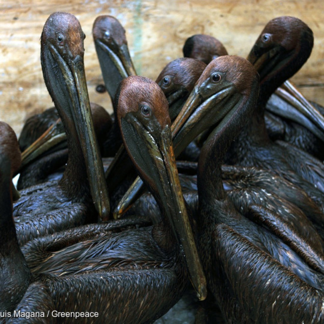 Greenpeace_ITA's tweet photo. 11 anni fa, avveniva uno dei più grandi disastri ambientali della storia: l’esplosione della #DeepwaterHorizon. Nessuna piattaforma petrolifera è sicura. Non possiamo più bruciare gas e petrolio se vogliamo salvare questo Pianeta! https://t.co/Ic0xqdRp5Q