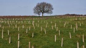 Avon Needs Trees tweet media