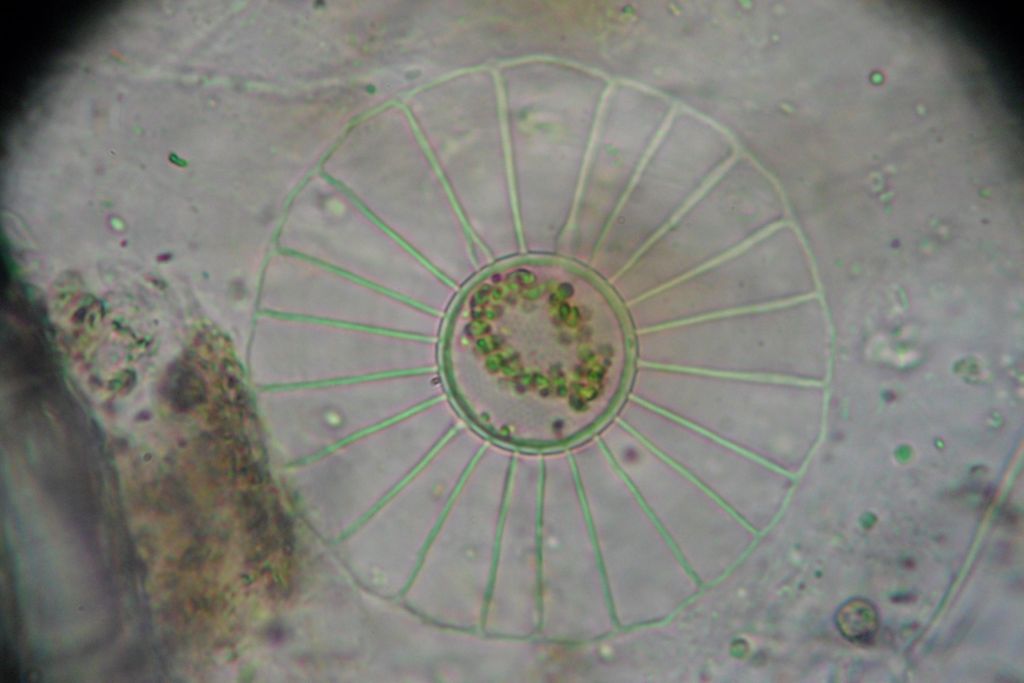 CPRSurvey's tweet photo. Happy #MarineMonday ! The sun is shining here at our lab in Plymouth, both in the sky and under our microscopes! This glorious planktoniella sol, a disc-shape type of phytoplankton, makes a cheery start to the week ☀️ 🌊 #sunnysideup #sunshine #MondayMotivation https://t.co/DzSZoDShwW