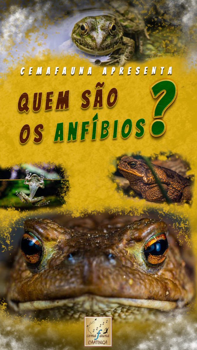 CemafaunaC's tweet photo. Distribuídos em todo o mundo, com um total de 8314 espécies, o grupo dos anfíbios é subdivido em três ordens: Gymnophiona (cobras-cegas ou cecílias), Caudata (tritões e salamandras) e Anura (sapos, rãs e pererecas).
Para mais informações visite @cemafauna no Instagram. https://t.co/eoN4jvVJhA