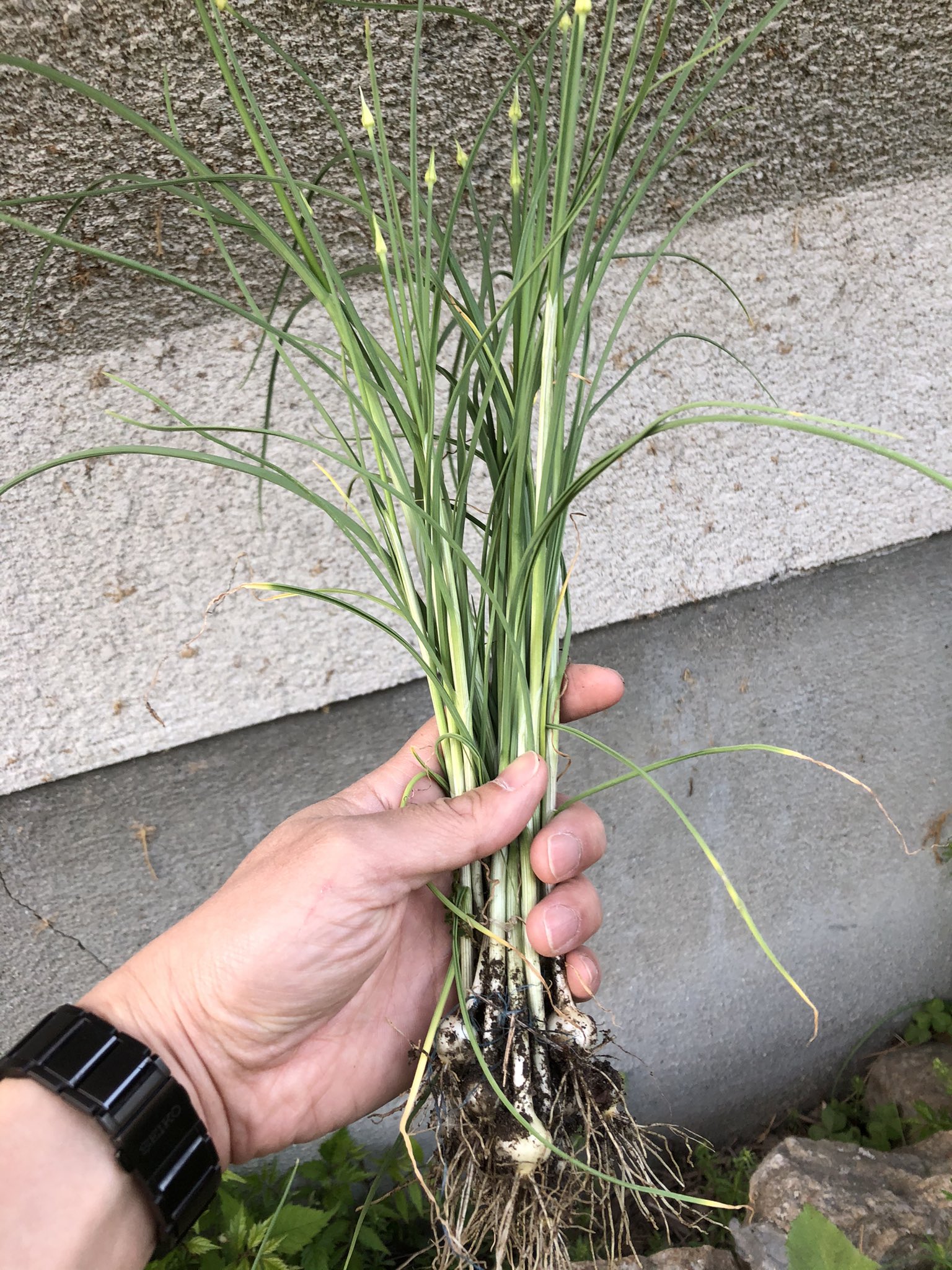 西田 新 Shin Nishida 庭の一角に野草の野蒜 ノビル が大量に生えているのを発見 丁寧に水洗いして酢味噌和えにして食べたところ感動の美味しさ エシャロットや島らっきょにも似てる独特の風味 間違えて水仙を食べる人もいるそうですのでご興味ある方