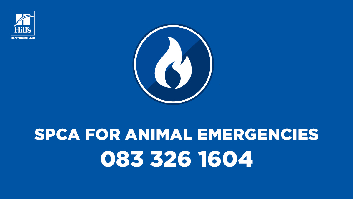 #CapeTownFires Please save or screenshot the @CapeSPCA number for animal emergencies only! Communication lines need to stay clear of congestion.
