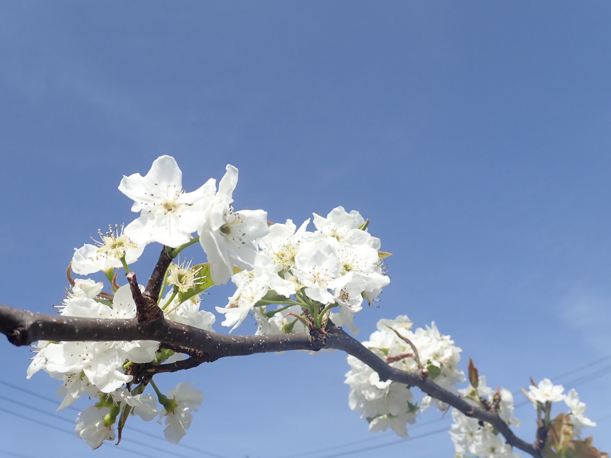 ｏａｔアグリオ株式会社 Twitterissa 花クイズ この白色の花は 何の作物の花でしょうか 正解は梨の花です 当社栽培研究センター のある徳島県鳴門市は鳴門金時だけでなく 梨の生産も盛んな地域です 梨全般の花言葉は 愛情 梨 ナシ なし Pear 花