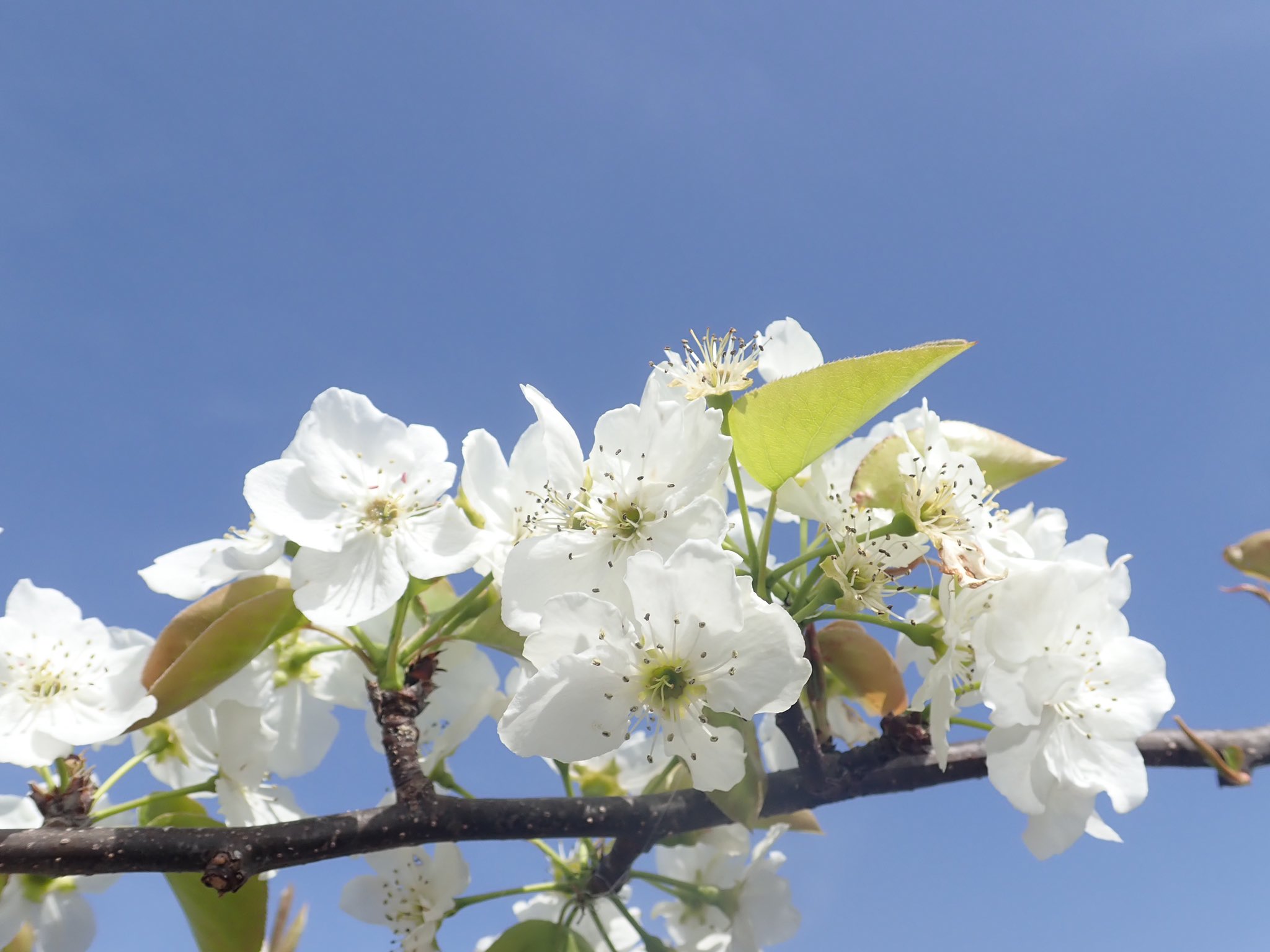ｏａｔアグリオ株式会社 Twitterissa 花クイズ この白色の花は 何の作物の花でしょうか 正解は梨の花です 当社栽培研究センター のある徳島県鳴門市は鳴門金時だけでなく 梨の生産も盛んな地域です 梨全般の花言葉は 愛情 梨 ナシ なし Pear 花