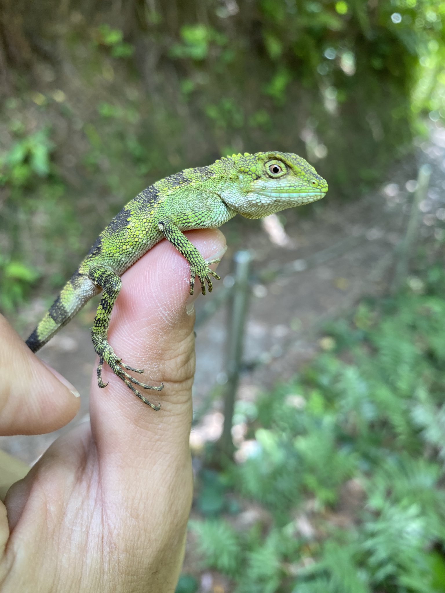 適当な鰐 鰐はオキナワキノボリトカゲ乱獲してる とか言われた２日後にオキナワキノボリトカゲ捕まえる動画出してるの草だな 飼育難しいし持ち帰ったりしないけど T Co Oqu3gqtmtq Twitter