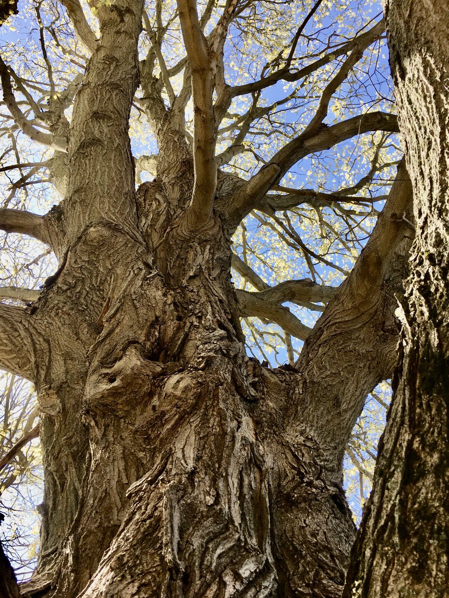 Yesterday on our farm walk we especially loved this tree. Seems old and twisty. Lots of history in this old tree. 🌲🧐