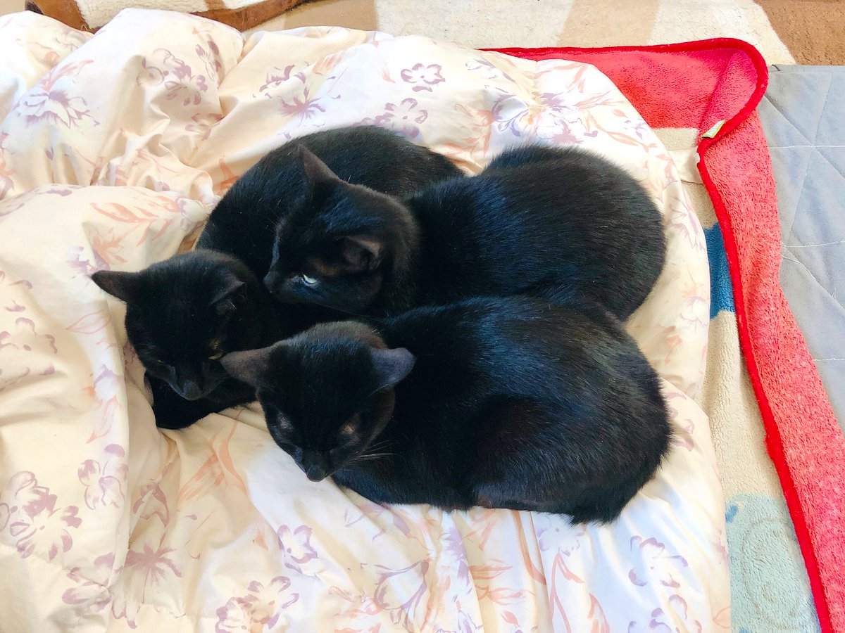 猫野四季 على تويتر 黒猫ツムツム ねこ ネコ 猫 ニャルベロス 猫野四季 على تويتر 黒猫ツムツム ねこ ネコ 猫 ニャルベロス