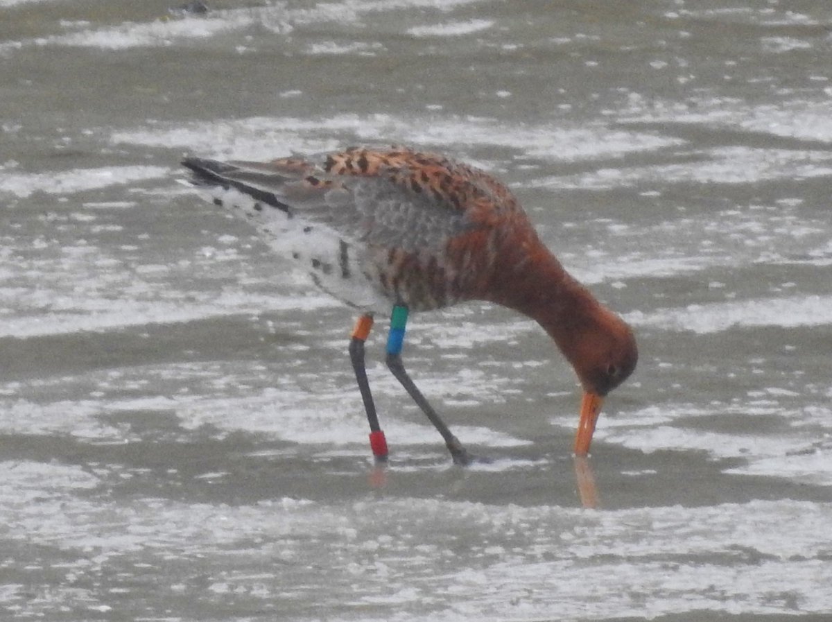 PetePotts7's tweet photo. #Brucetaylor logs Solent godwit on Barra pausing in rain re-route to Iceland. Cracking male ready for action! Only 40 sightings since ringing Sept10 @Farlington. Apr12 in Dublin & seen by Tomas 23Apr17 Iceland Winters Chichester & Pagham Hbrs. Hope to track for another 10 years! https://t.co/6q2qmXvXIq