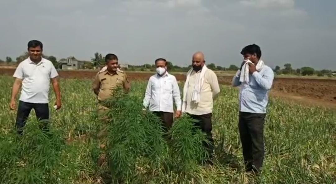 येवल्यात गांजाची शेती करणारे तीन संशयित ताब्यात वाचा सविस्तर बातमी👉 eloknama.com/2021/04/19/thr…