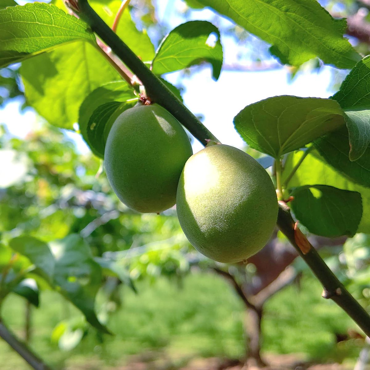 川清園 梅もすくすく成長しております 当園では数種類の梅を栽培しており この梅は当園オリジナルの梅で ５月末に早く収穫できる品種となります 果実は大粒で 梅ジュース や 梅酒 には最適な梅となります 東京 稲城 稲城市 梨 たま発 稲城