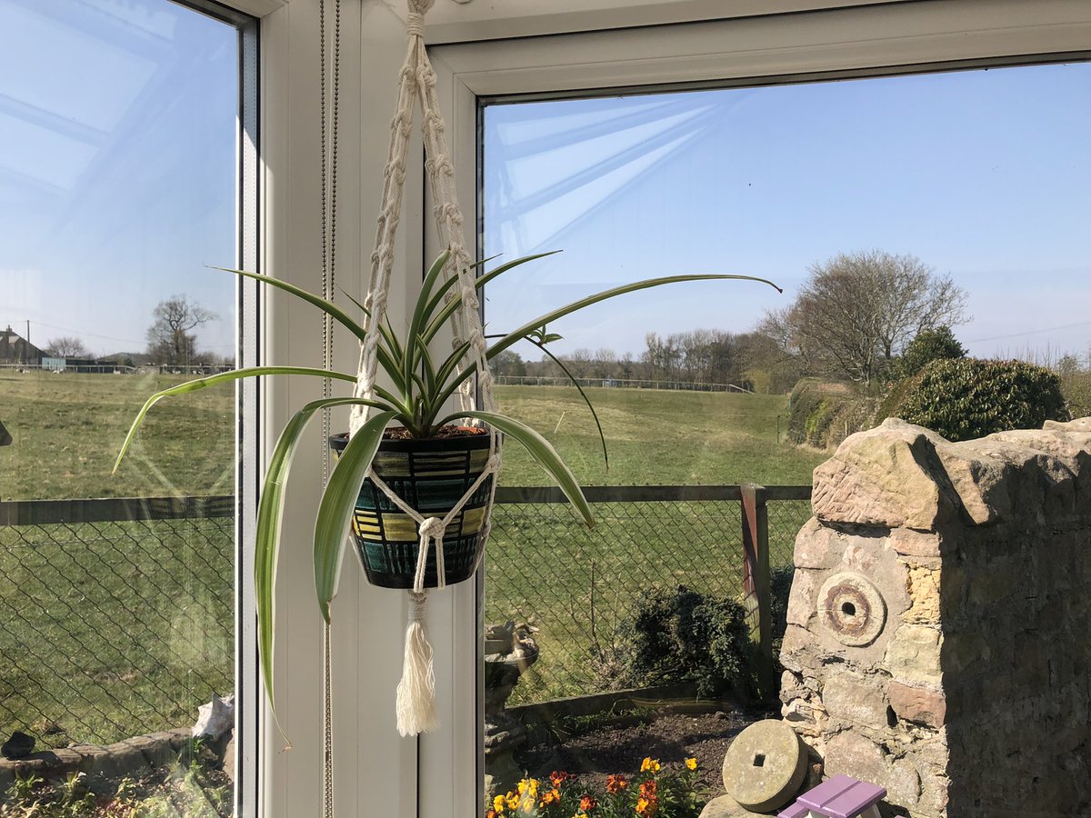 Thanks to our design guru, Charis, here at <a href="/EyeNewsMag/">Eye News</a> for creating this beauty, the spider plant is languishing in comfort today and stretching his leggies in the sunshine. <a href="/CharisPinpoint/">Charis Stewart</a>