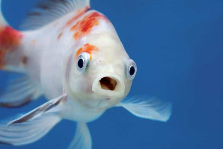 #DidYouKnow that some #fish  #cough?