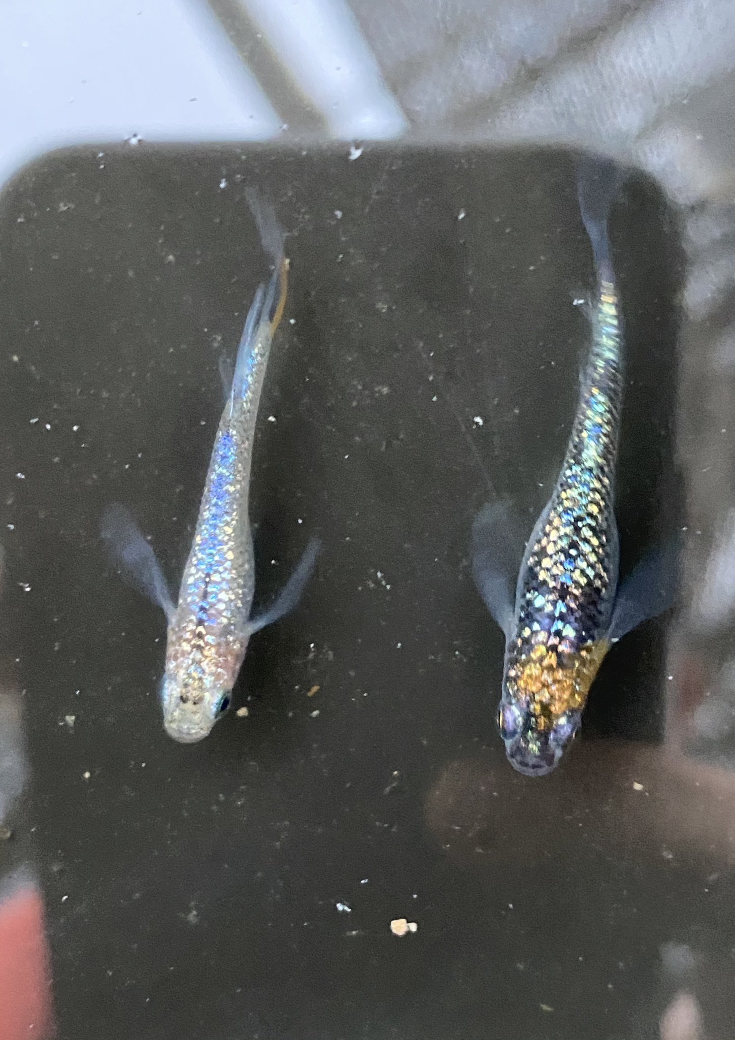 花小屋 Hanagoya Twitter