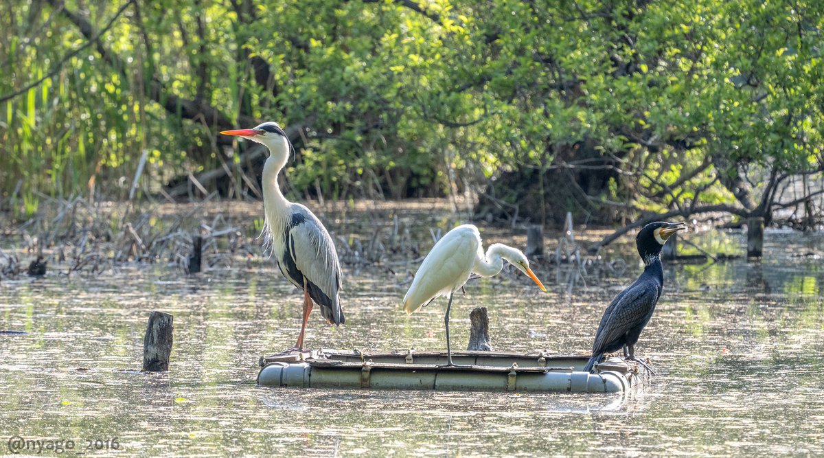 Nyago 今日見た スリーショット アオサギ Greyheron Heron サギ ダイサギ Greategret Egret 鷺 カワウ Greatcormorant Cormorant 鵜 鳥 野鳥 Bird Wildbird T Co Tumyycyncf