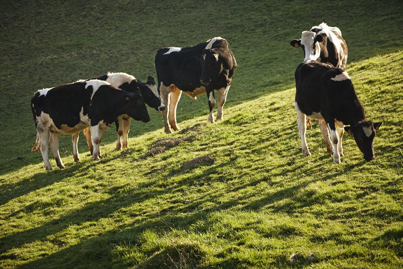 Producción del Queso Cabrales en tiempos de pandemia

Josué Mamani y George Razvan

lajueya.net/index.php/2021…