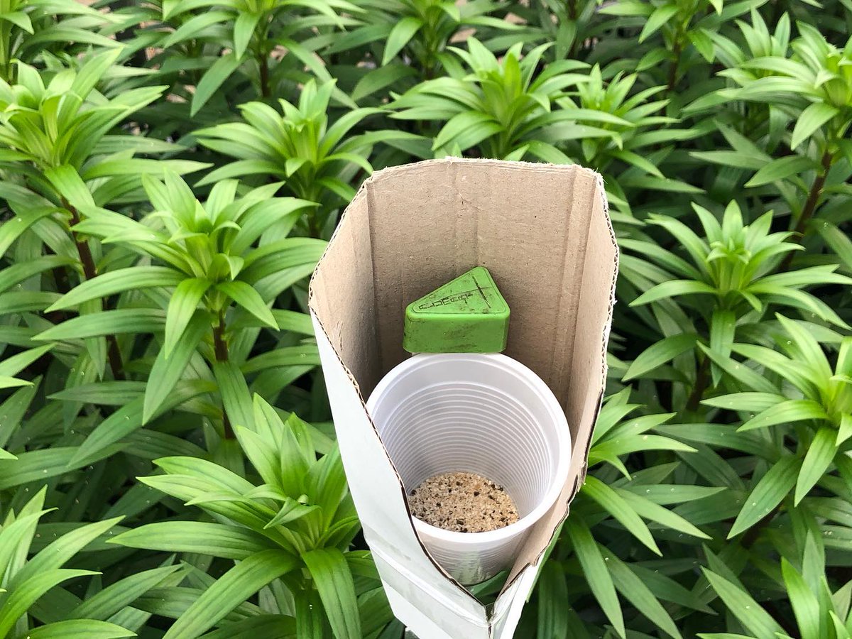 vws_flowerbulbs's tweet photo. The lilies are growing well in our testing greenhouse. This year we are growing them biologically. So we invited a lot of little flies to help with the pest control. Are you wondering how they are doing? Please do not hesitate to contact us.
#biological #flowerbulbs #thinkgreen https://t.co/1l0L1xd2C0