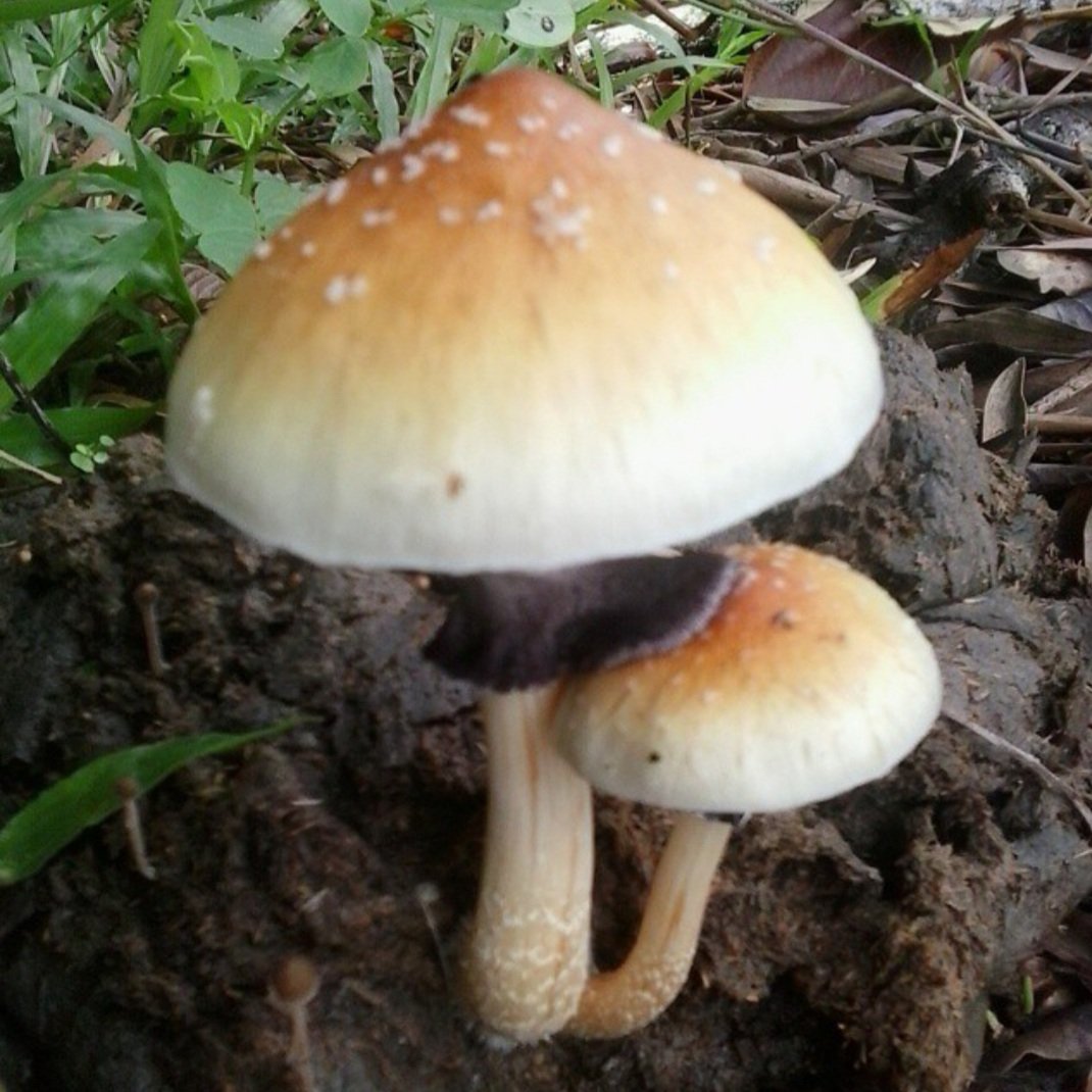 MayFrilly's tweet image. The rain is here