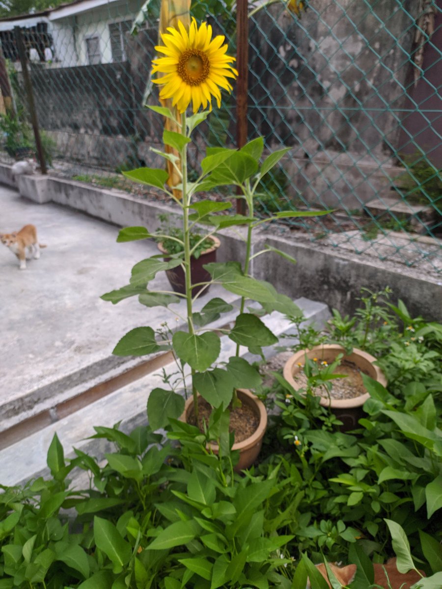 Nanan🌻 tweet media