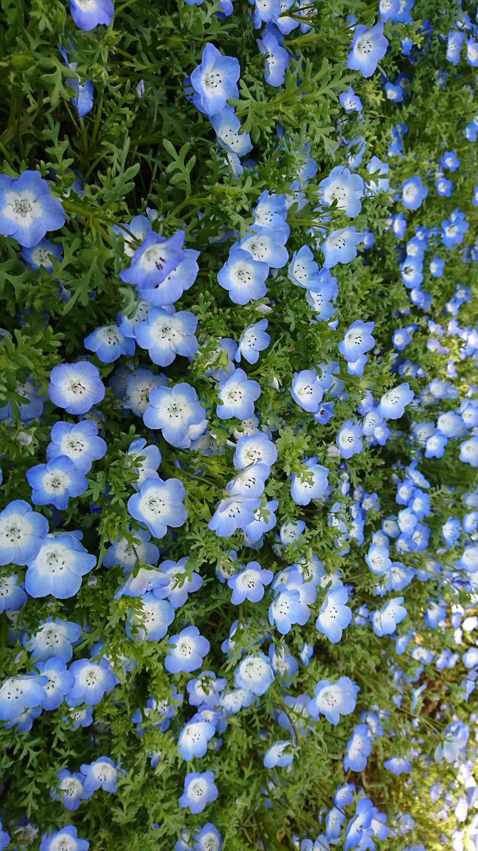 ネモフィラ可愛い