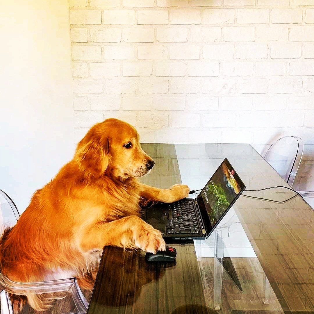 Tiffis_world's tweet photo. let me🐕🦺🐕🐶 do some🔲 work 👨💼👩💼from home 🏡🏡
#animalgram #petagram #workfromhome
#HomeAPet🏡🐕🦺 #tiffi #pawsitive #paw🐾 #paws 🐾🐾#dogs #cute😊 #dog🐕 #doglover💕 #doglife #dogoftheday🌐 #doggo #doglove #dogphotography📸📸 #dogsitting #dogslife #doggy🐶 #dogstyle #dogscorner https://t.co/b740blPIHh