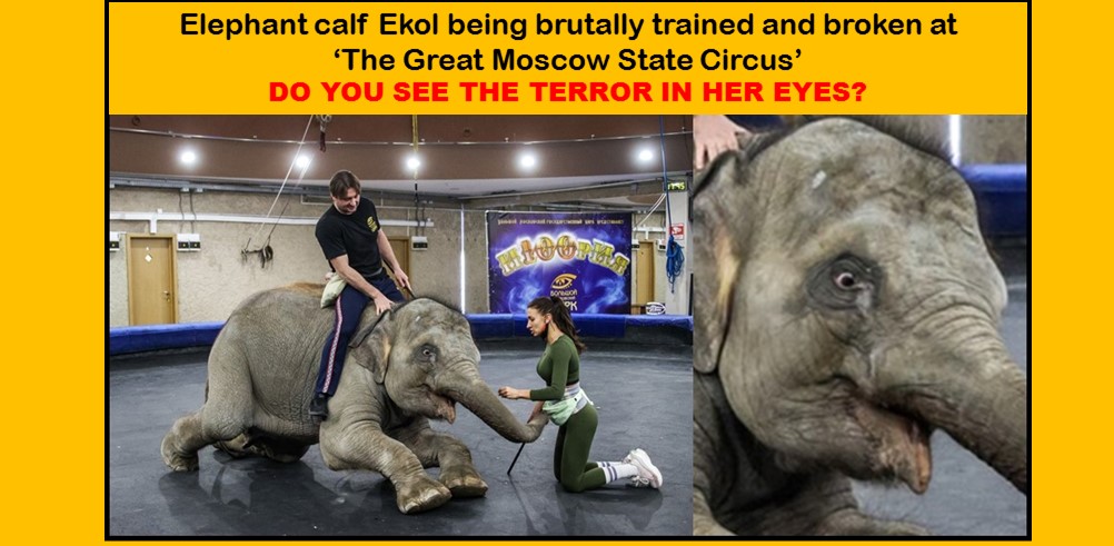 PilatesChris's tweet photo. @KremlinRussia_E @GovernmentRF Please explain how a so called “modern country” can condemn a baby elephant (an endangered species) to face this terrible fate? #CircusCruelty #SaveEkol https://t.co/hFiBFU9t0o