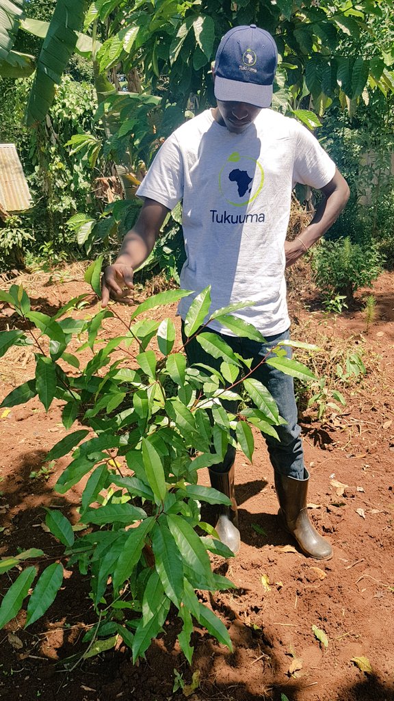 wearetukuuma's tweet photo. "One generation plants the trees, another gets the shade." Chinese proverb
#Progressalert of the trees planted in September 2020 in partnership with Mercantile Credit Bank Limited.
#Tukuuma 
#ClimateAction https://t.co/AmES1gvoAf