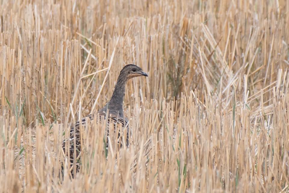 Malleefowl being elusive in a mallee wheat field #Wildoz