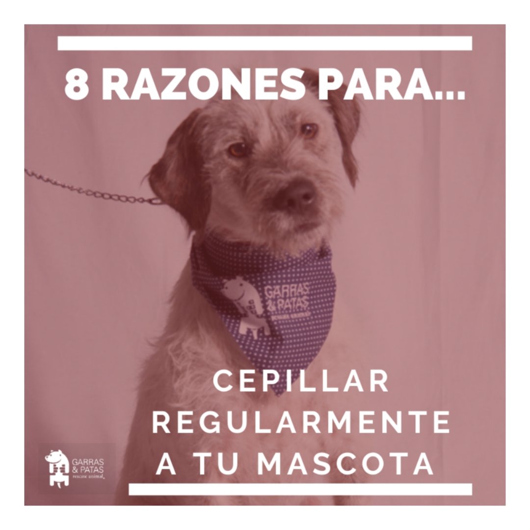 F_GarrasyPatas's tweet photo. ¿Cepillas a tu mascota regularmente? Te dejamos #8Razones para hacerlo al menos una vez por semana. Puede traer muchos beneficios, desde menos pelos sueltos hasta detección temprana de posibles problemas en su cuerpo. ¡Empieza hoy! 😌🐾 #TenenciaResponsableGyP https://t.co/66R4N691Js