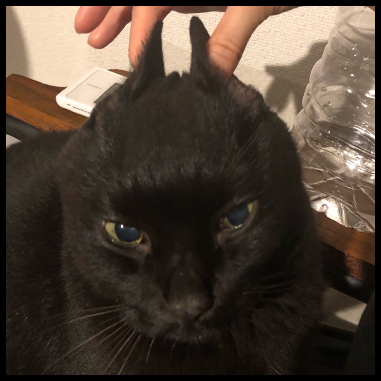 村瀬迪与 On Twitter どうやら 我が家の愛猫は身軽になってお空へ飛び立つ準備をゆっくりゆっくり 始めたようだ 猫は死を恐れてなんかいない 人間の私が覚悟をすればいいだけ がんばれなんて言わない 残された時間を穏やかに楽しく Https T Co 6w4raph89m
