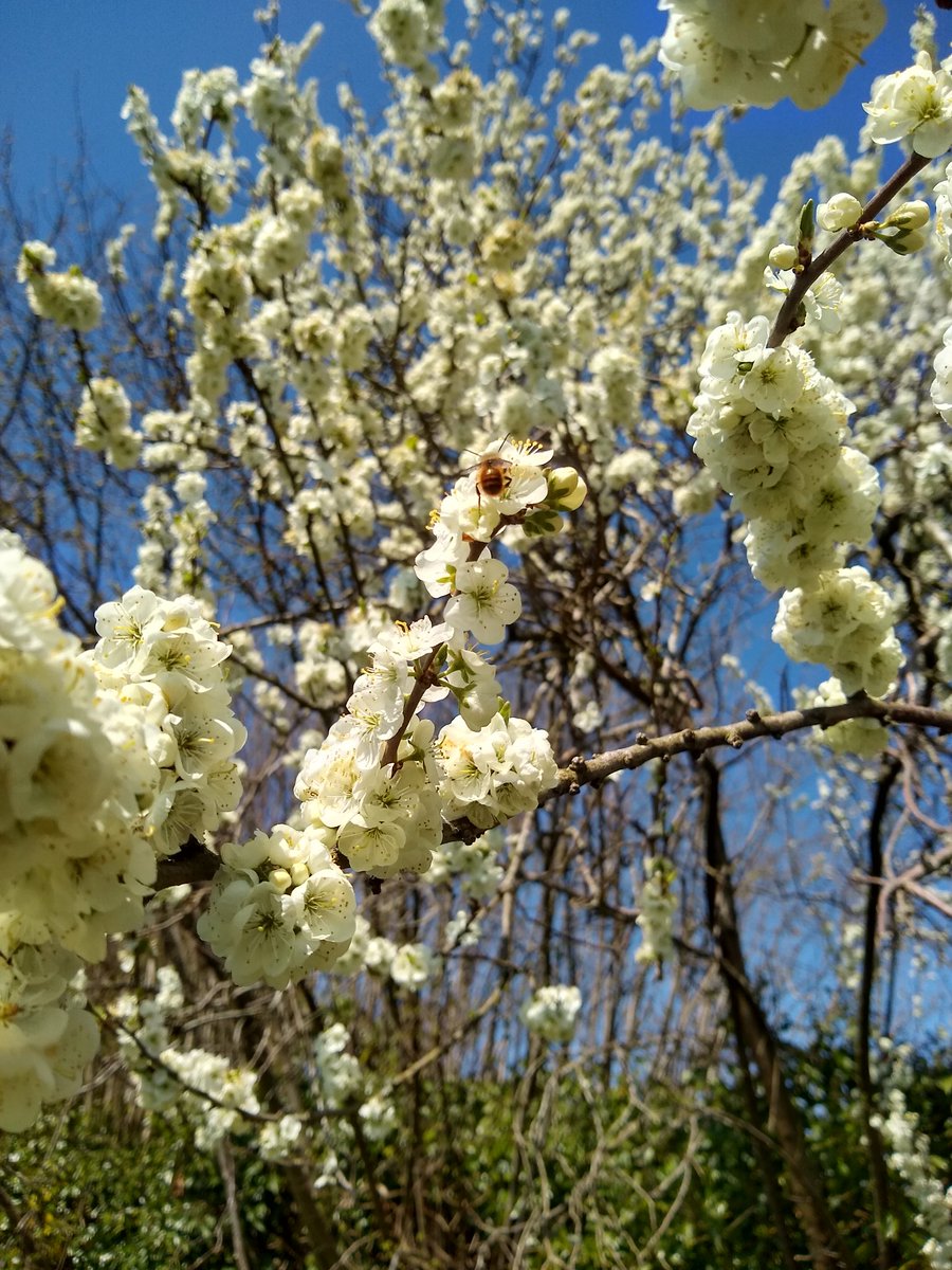 Sometimes nowhere very special is very special indeed #MasterPark #Oxted #BlossomWatch @nationaltrust