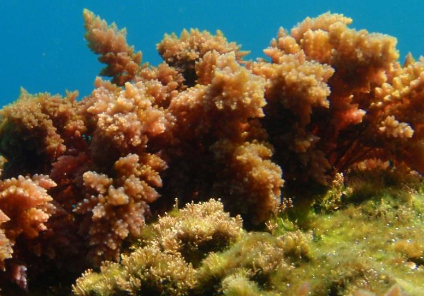 European Alien Species Information Network - EASIN (@eu_aliens) on Twitter photo Marine Non-Indigenous Species #NIS are animals and plants introduced into the European seas⚠️🦀🐚A recent <a href="/EU_ScienceHub/">EU_ScienceHub</a> report provides practical recommendations on a more efficient implementation of descriptor D2 of #GES #MSFD at EU level ✅🇪🇺+INFO easin.jrc.ec.europa.eu/easin/News/Det… Marine Non-Indigenous Species #NIS are animals and plants introduced into the European seas⚠️🦀🐚A recent <a href="/EU_ScienceHub/">EU_ScienceHub</a> report provides practical recommendations on a more efficient implementation of descriptor D2 of #GES #MSFD at EU level ✅🇪🇺+INFO easin.jrc.ec.europa.eu/easin/News/Det…