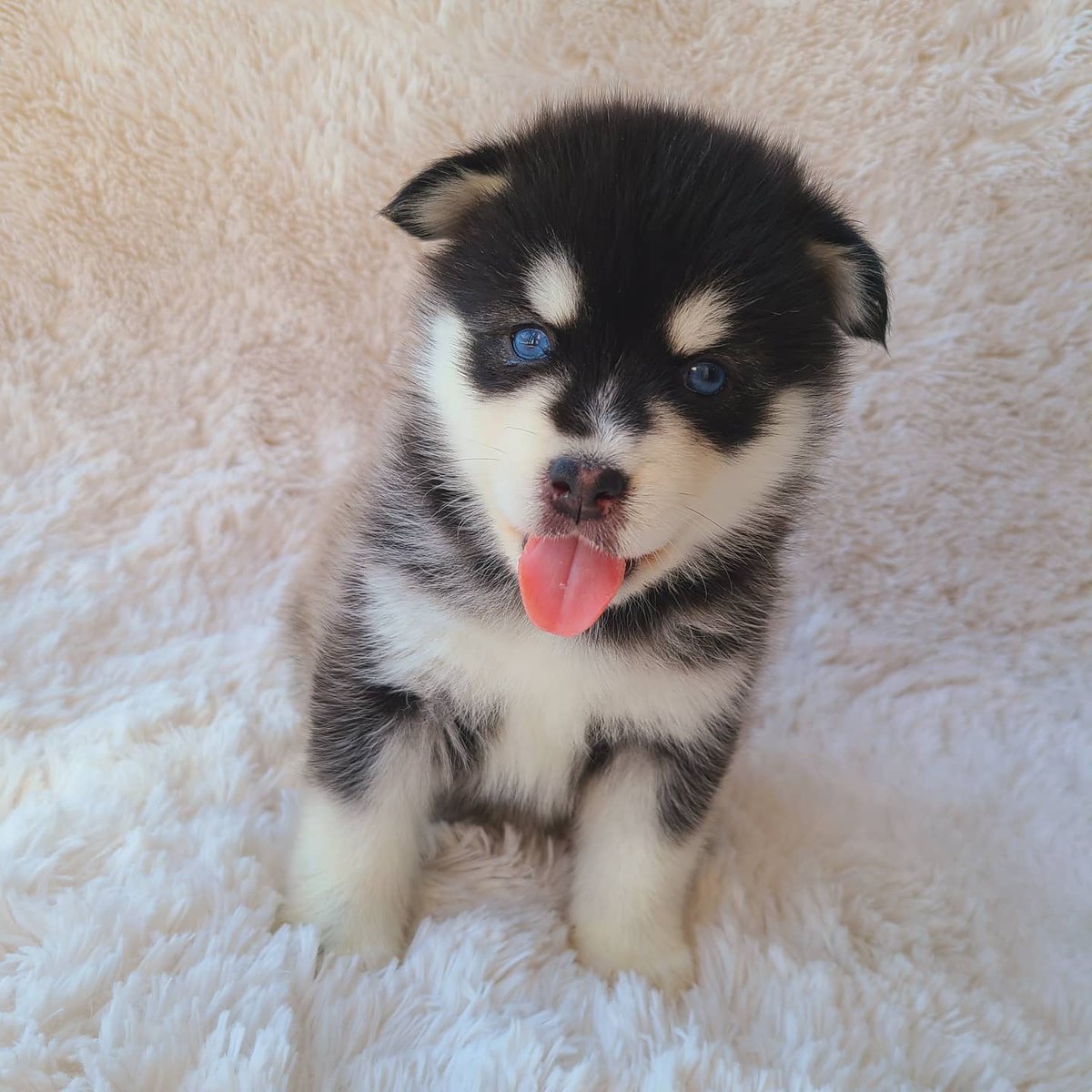 Dog Breeder Mocha モカ ポンスキー Ps S02 21 3 16生まれ ブラック ホワイト 男の子 お値段が決まりました 性格やムービーなどはインスタグラムにて掲載しております T Co X2ot0gjcyo ポンスキー シベリアンハスキー ハスキー