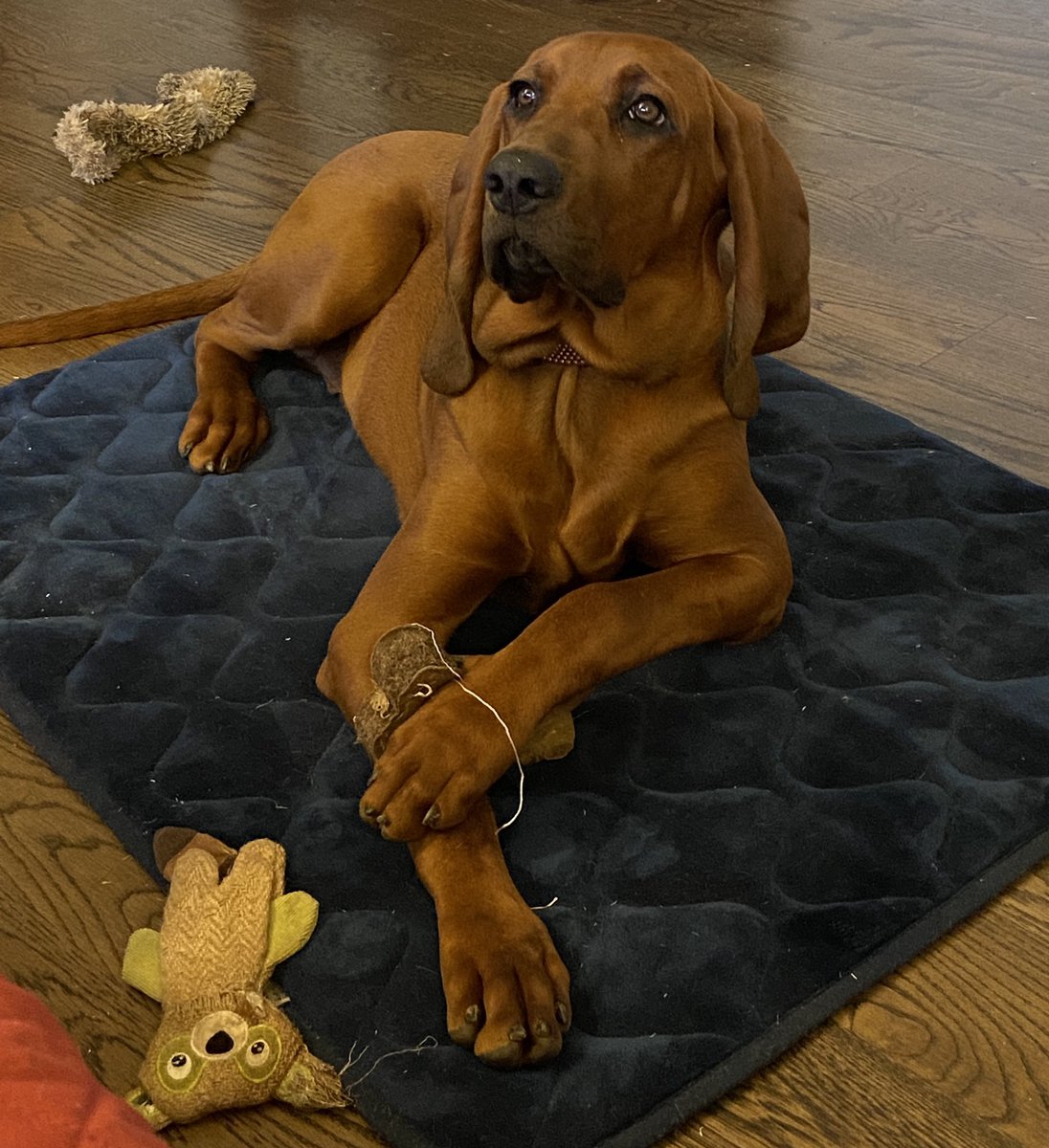 DarnFun's tweet image. Clifford is a handsome, 7 month old redbone coonhound.  He’s got a terrific personality. Tells me he is VERY interested in your job opening.  #BUSHCTOcontest
