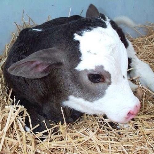 cowsjpg's tweet photo. https://t.co/jWtnis4sv4