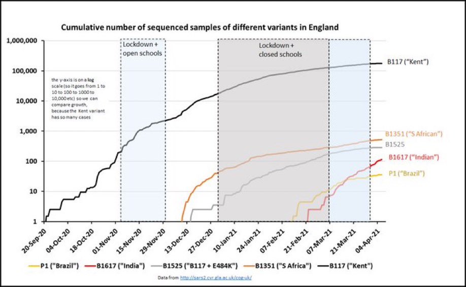 7/ En Angleterre, la souche B.1617 "indienne" est celle qui croit, de loin, la plus vite. A croire que, comme en France, la souche P.1 n'a pas la même transmissibilité que celle qui ravage Manaus.