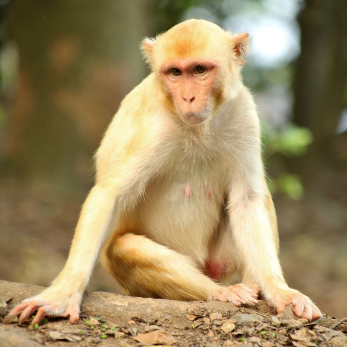 Some of the rhesus macaques at the Cayo Santiago Field Station are born with a golden or blonde pelage, in contrast to the typical brown and grey. The genetic mutation that leads to this distinct coloration is nonpathological & nonlethal. #MonkeyMonday
