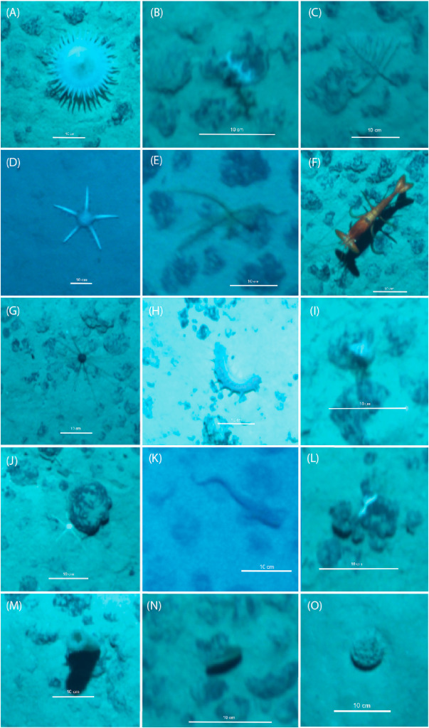 Jan Mees tweet media