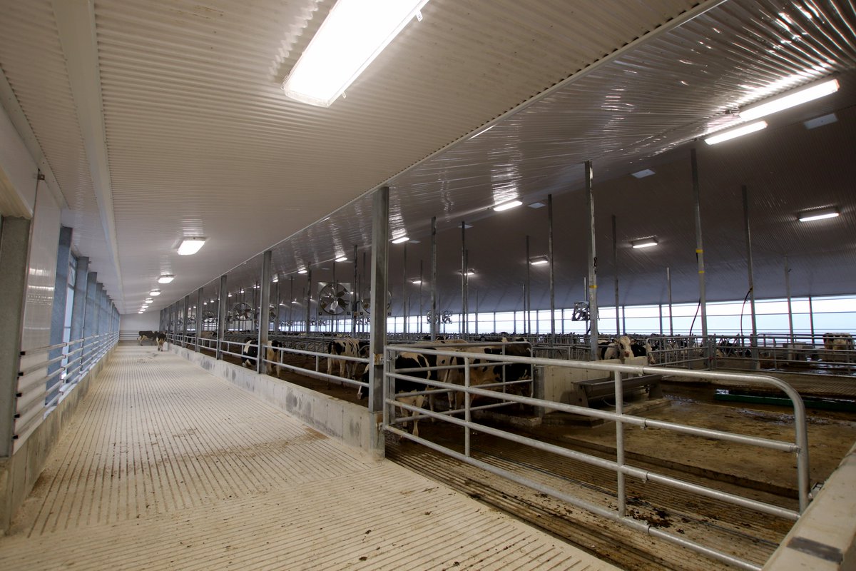 dairylanesystem's tweet photo. 1/3- Congrats to the Van Engelen's @ Van Engelen Dairy Farms on the cow's recent move-in to their new DLS Structure! Complete w/ DLS curtains, DLS X-brace panel fans, Jourdain stabling &amp; GEA manure equipment! They now have two DLS Structures side x side.

#DLSdairy #DLSstructure https://t.co/b59m48sUlr