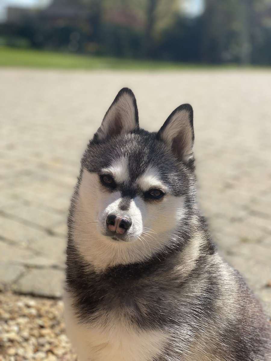 Gamerboss's tweet photo. Having lunch outside and our pups are living their best life alternating between the sunshine and the shade! #dogslife #raredoggos #rarefromhome https://t.co/YlZ9Lfr2MI
