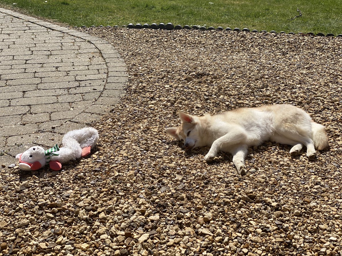 Gamerboss's tweet photo. Having lunch outside and our pups are living their best life alternating between the sunshine and the shade! #dogslife #raredoggos #rarefromhome https://t.co/YlZ9Lfr2MI