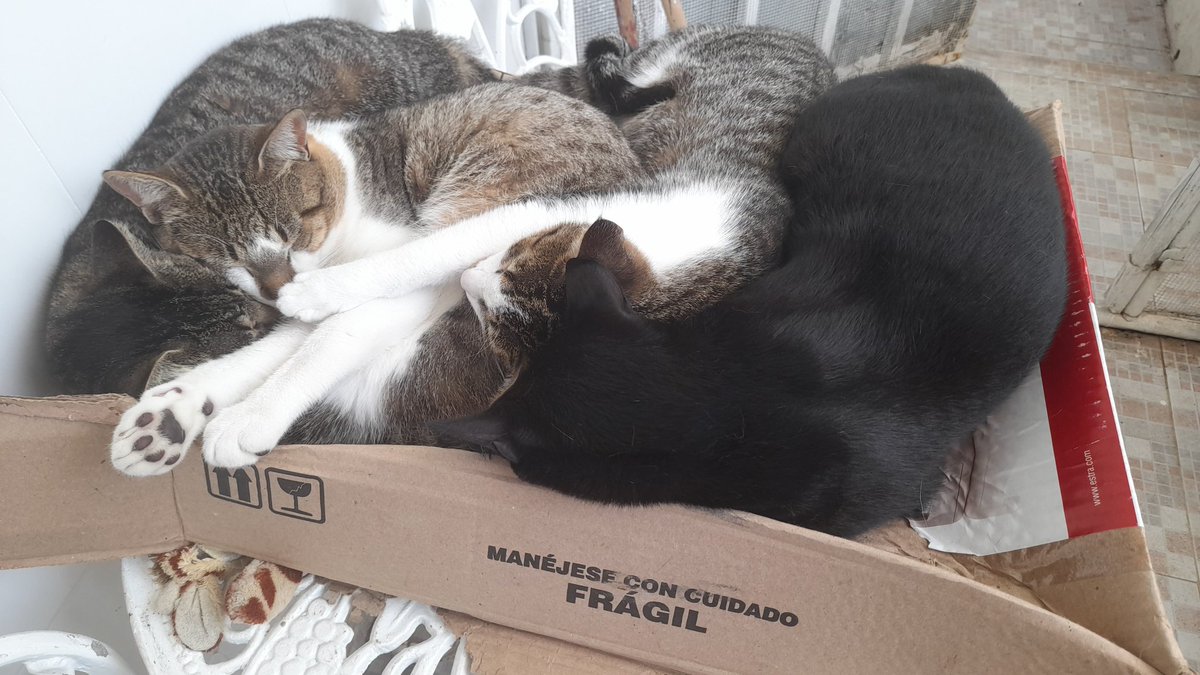 UserInuser059's tweet image. Buenos días a todos y todas, aquí en pleno listo para iniciar la semana con toda la actitud...De los gatos 😊😂😹 @Mimi_Kings @MaraRWat @LAPacifiKA @LaAgutiPaca @MarleneGG_ @LauraNaoEsta @laura_mosquera7 @Aspiratronica @SAMIRUIZ @MandarinitAcida @LeonViviana