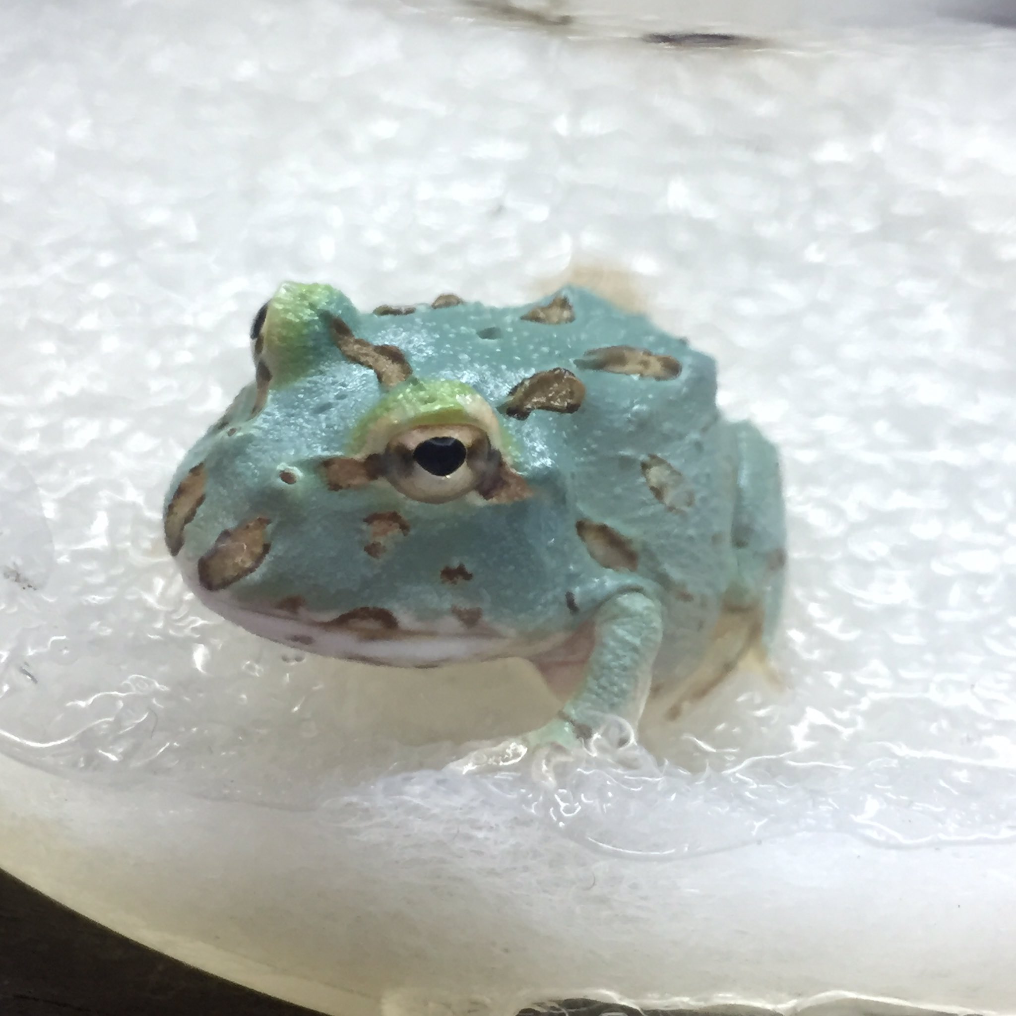 パウパウアクアガーデン 銀座店 A Twitter カエル在庫のご紹介です クランウェルツノガエル アルビノ パイナップル アプリコット ストロベリー グリーン ベルツノガエル レッド どれらも500円玉サイズ 500円玉より一回り大きいサイズになります 是非
